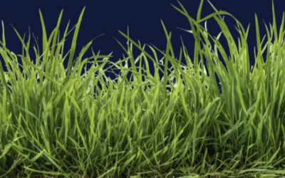 Natural Turf Pitches Risk Assessment